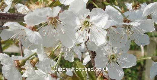 Blossom of cherry tree Sweetheart