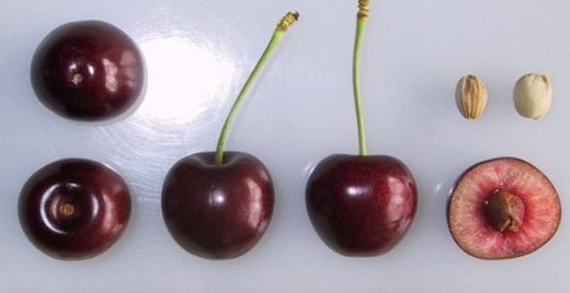 Sylvia variety of cherries