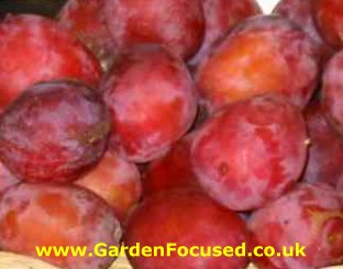 Victoria plums at the correct stage of development for cooking