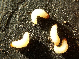 Vine Weevil Treatment & Control for Vine Weevil Larvae & Grubs