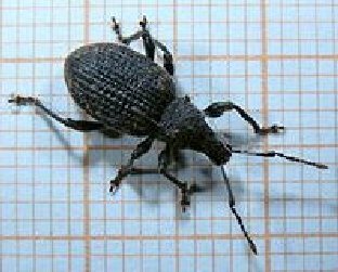 Nemasys Vine Weevil Killer The Natural, Organic Vine Weevil Control