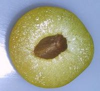 Warwickshire Drooper plum cut in half