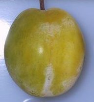 Warwickshire Drooper plum