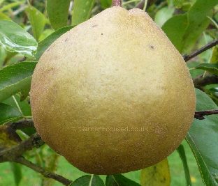 Winter Nelis pear
