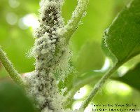 Woolly Aphids on an apple tree