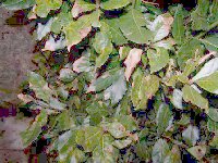 Browning leaves on a bay tree