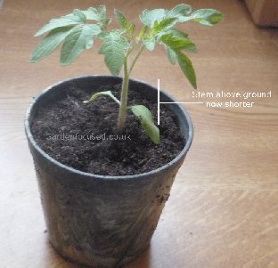 Tomato plant after potting up