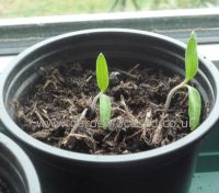 Tomato seedling