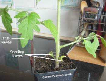 Yellowing lower leaves on a tomato plant