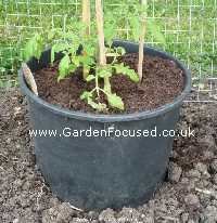 Tomato plant in bottomless container