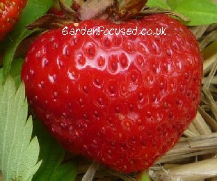 Strawberry Variety Alice