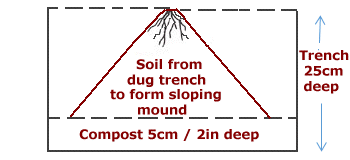 Trench for planting asparagus