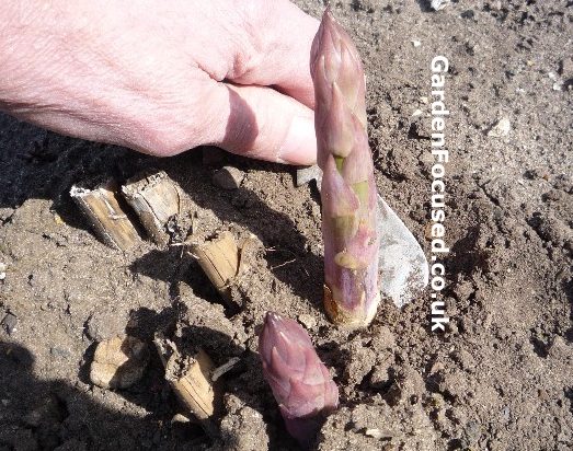 Harvesting asparagus