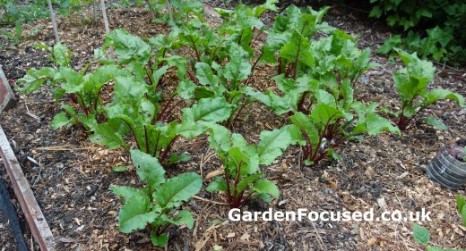 Edible beetroot leaves