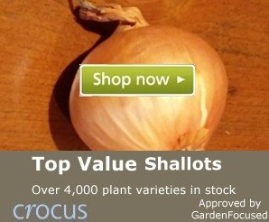Top value Shallot sets