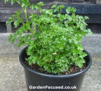 Flat leaf parsley