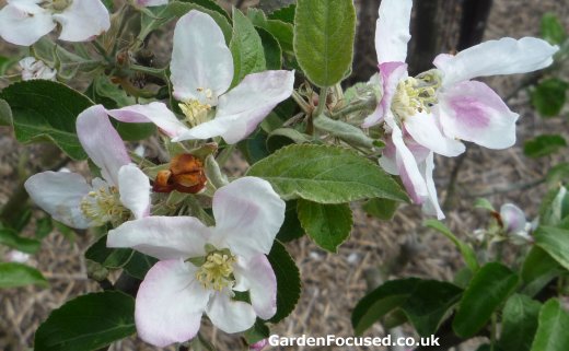 Blossom of Granny Smith apple tree