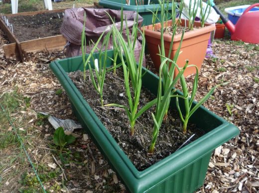 Garlic growing in a container