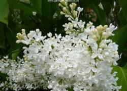 Close up of white lilac tree flower