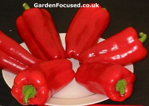 Sweet pepper variety "Gypsy"