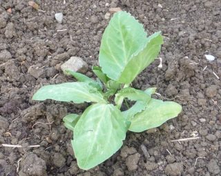 Young broad bean plants