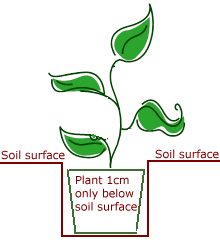 Diagram showing planting depth for rhubarb