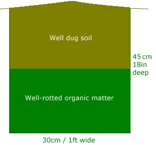 Soil prepared for growing ridge cucumbers