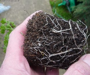 Roots of a parsley plant