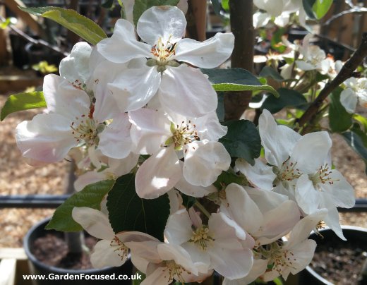 Blossom of Scrumptious apple tree