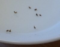 Soaking parsley seed in warm water