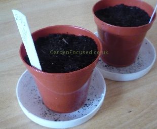 Sage seeds sown in pots