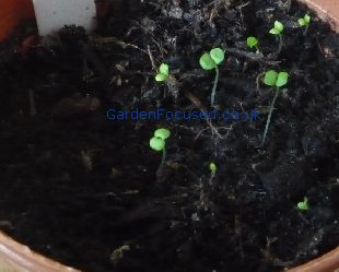 Marjoram seedlings