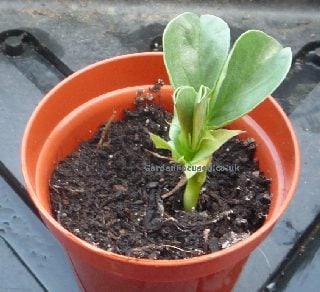 Broad Bean seedling