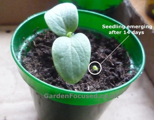 A cucumber seedling, variety Marketmore