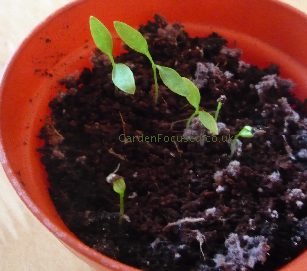 Parsley seedlings in a pot before being thinned out