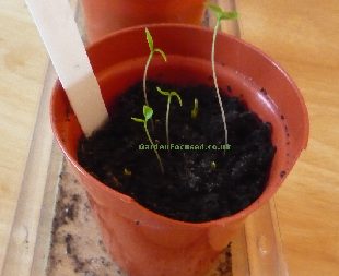 Flat leaf parsley seedling