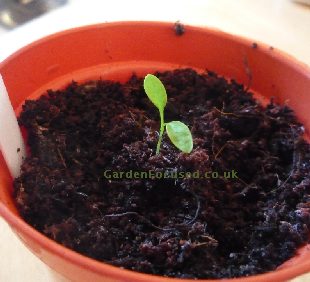 Parsley seedling after others have been thinned out