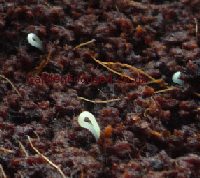 Tiny parsley seedlings