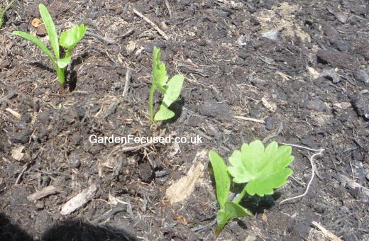 Parsnip seedlings