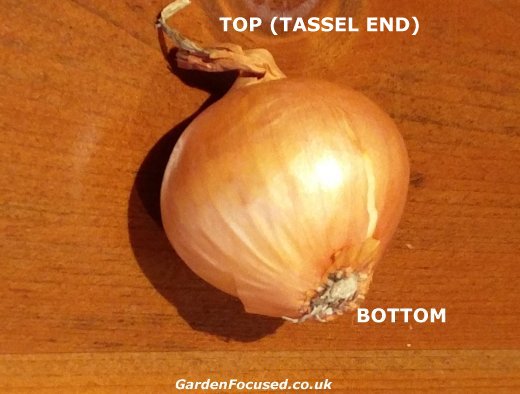 Correct end to plant shallot sets