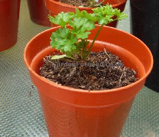 Parsley ready for potting on