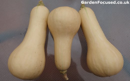 Butternut squash variety Hunter