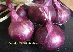 Onion variety Red Baron