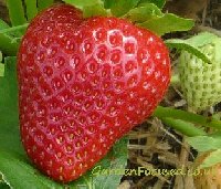 Vibrant strawberry variety