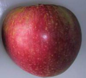Worcester Pearmain apple