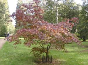 Acer palmatum 'Bloodgood' tree