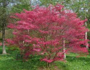 Deshojo Japanese Maple tree