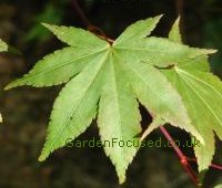 Green leaf of Katya