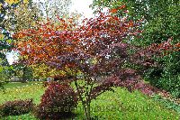 Picture of the Japanese Maple Nuresagi