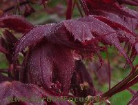 Picture of the leaf ofJapanese Maple Nigrum